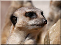 Meerkat at Smithills Open Farm