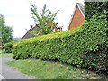 Box hedge in spring, Park Shaw