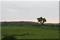 Bridleway from Martin to Martin Moor and Thornton Wood (1)