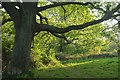 SX9266 : Turkey oak, Petit Tor Downs by Derek Harper