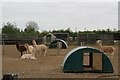 Alpacas and arcs off Star Fen Drove, Heckington