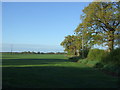 Grassland and hedgerow