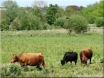 TG2707 : Cattle grazing in Whitlingham Marsh by Evelyn Simak