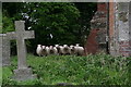 Lambs of God: custodians of the churchyard at Martin