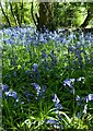 Bluebells in the Wood Close Plantation