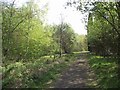 Footpath through Bagworth Heath Woods