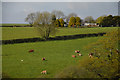 Cornwall : Grassy Field