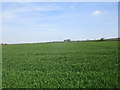 Cereal field at Ganton