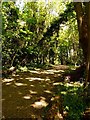 Woodland on the Sefton Coastal Path