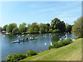 Rowing through the Swans