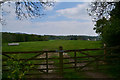 East Devon : Grassy Field & Gate