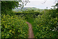 East Devon : Footpath