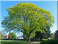 Oak tree, Whitchurch Library Park, Cardiff