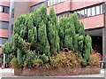 Raised bed with conifers and fuchsia