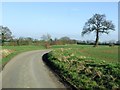 Tree And Minor Road