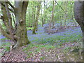 Bluebells at Clatty Brae, Rosebank