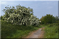 Hawthorn in flower