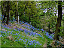 SO8689 : Bluebells in woods north of Greensforge in Staffordshire by Roger  D Kidd
