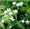 Greater stitchwort (Stellaria holostea)