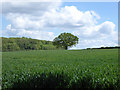 Hedgerow tree