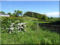 Glenhoy / Longridge