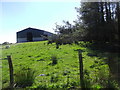 Windthrown trees in Uwchaled uplands