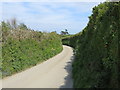 Hedge-lined road to the west of Paradise Cottage