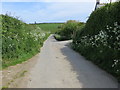 Hedge-lined road to the south-east of Boswague