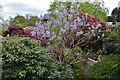 Riverhill Himalayan Garden: Paulownia tomentosa, the "foxglove tree"