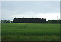 Crop field, Threxton Hill