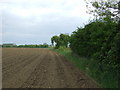 Hedgerow and field, Watton