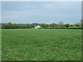 Grassland off Town Green Road, Watton