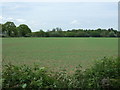 Young crop field, Scoulton