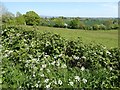 Farmland near Ashford Bowdler