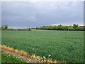 Crop field off High Common