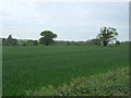 Crop field off Bradman