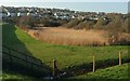 Reeds by the Camel Trail, Wadebridge