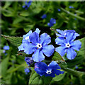 Green Alkanet by the canal at Compton, Wolverhampton