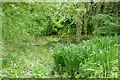 Pond beside track