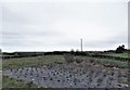 Tree nursery at Balloo