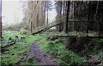 NO2204 : Fallen trees in woodland, Lomond Hills by Bill Kasman