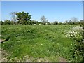 SO5368 : Farmland near Brimfield by Philip Halling