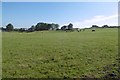 Cattle grazing, Tambowie