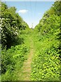 Footpath  through  woodland  near  Barlby