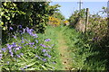 Bluebells on the Anglesey Coastal Path