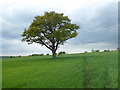 Tree alongside a footpath