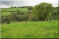 Cattle near Holsome