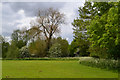 Trees by the River Sowe, Binley, east Coventry