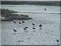 SW9473 : Birds at Pinkson Creek by Derek Harper