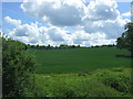 Crop field, Wendens Ambo